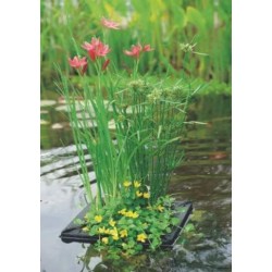 Kit panier flottant carré avec plantes aquatiques de bassin