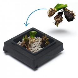 Kit panier flottant carré avec plantes aquatiques de bassin