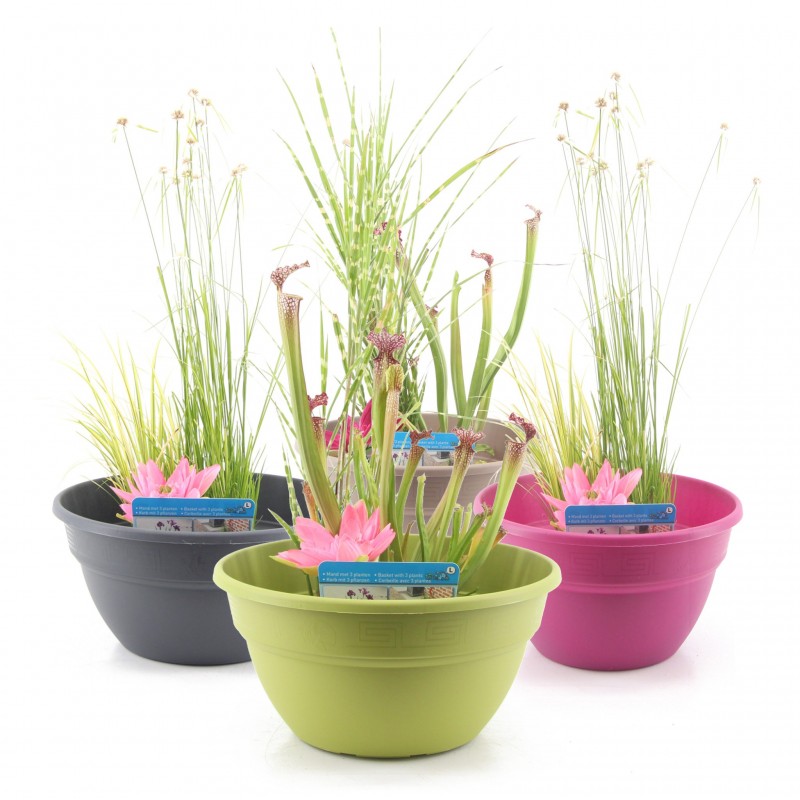 Kit de 3 plantes aquatiques en mini-bassin