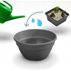 Kit de 3 plantes aquatiques en mini-bassin