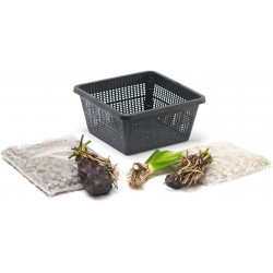 Kit de 3 plantes aquatiques en mini-bassin