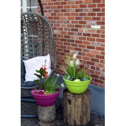 Kit de 3 plantes aquatiques en mini-bassin