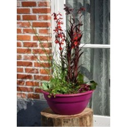 Kit de 3 plantes aquatiques en mini-bassin