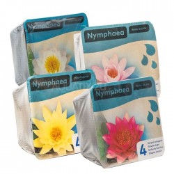 Kit Nénuphar - plante aquatique pour bassin - couleur au choix