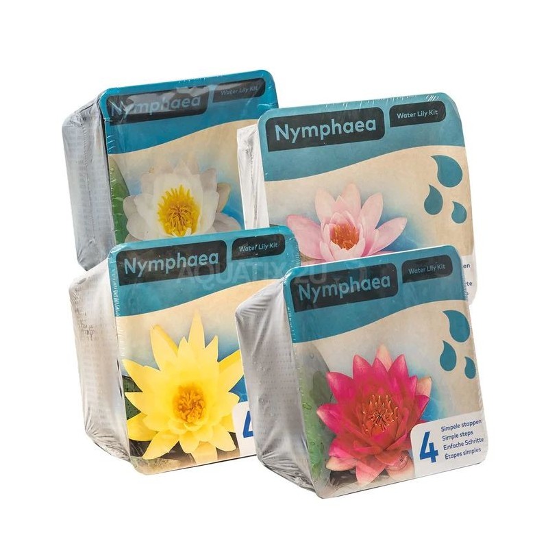 Kit Nénuphar - plante aquatique pour bassin - couleur au choix