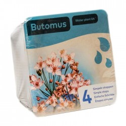 Kit de 2 plantes aquatiques - bassin et fontaine