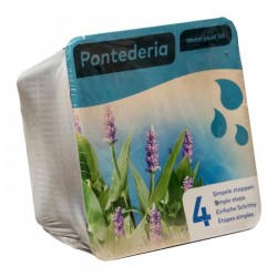 Kit de 2 plantes aquatiques - bassin et fontaine