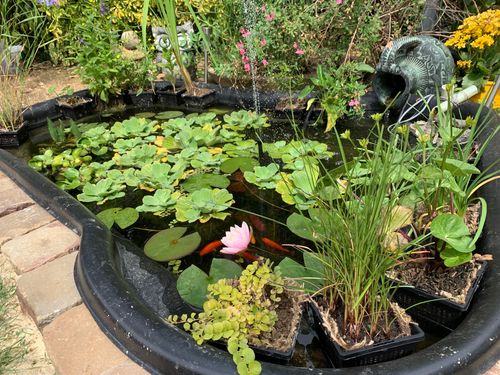 pack 10 plantes pour le bassin