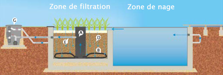 filtre helophyte down-flow