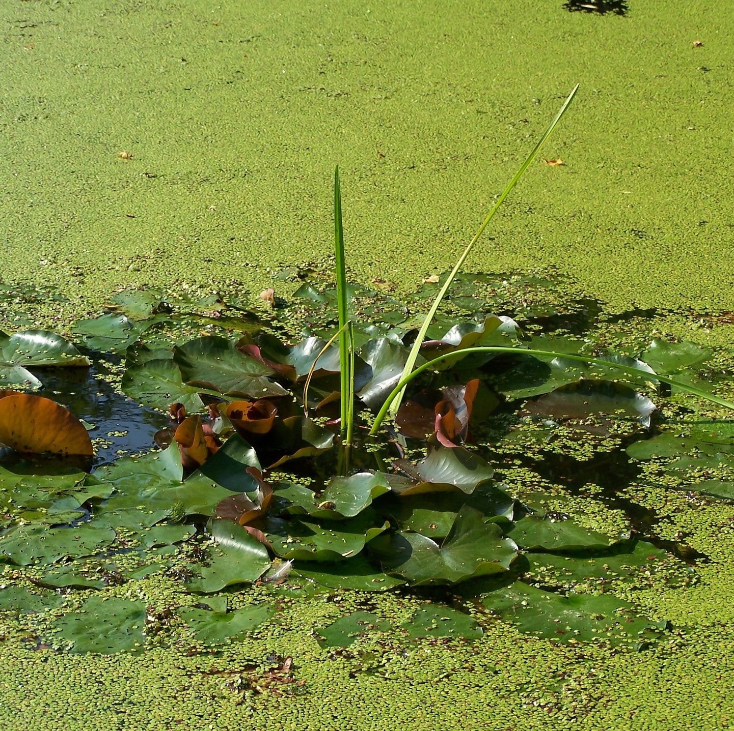 lentilles d'eau